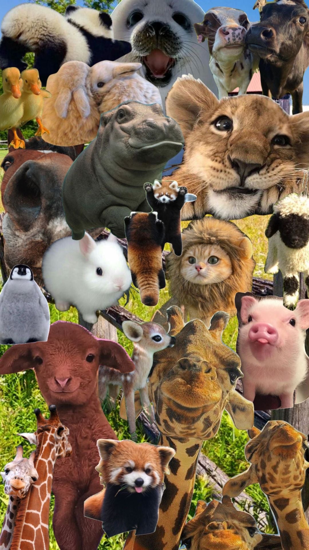 Animal Collection